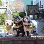 Three dogs standing together on a porch.